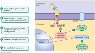 Insulin signaling pathway