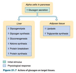 Actions of glucagon on target tissues