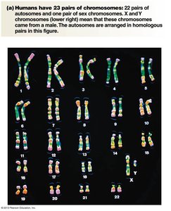 Human karyotype: 23 pairs of chromosomes