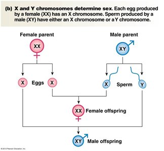X and Y chromosomes determine sex