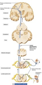 Corticospinal and corticobulbar tracts