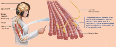 Overview of skeletal muscle contraction