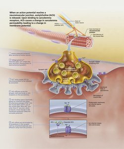 Events at the neuromuscular junction