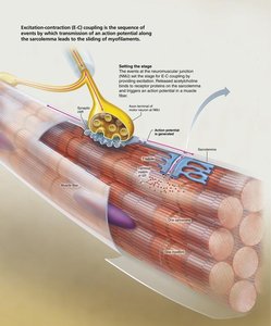 Excitation-contraction coupling
