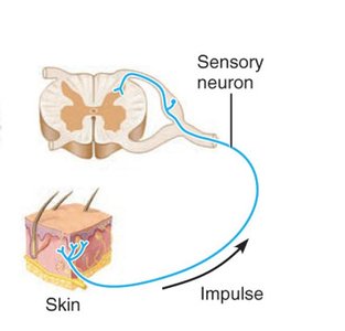 Tactile epithelial cell and complex