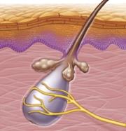 Meissner's corpuscle