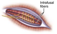 Dorsal column-medial lemniscal pathway