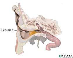 Ceruminous gland in ear canal