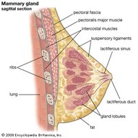 Mammary gland structure