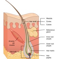 Diagram showing arrector pili muscle attached to hair follicle