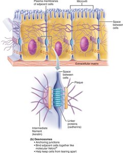 Desmosomes between cells