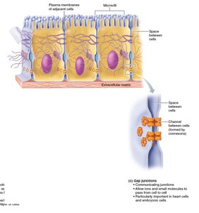 Gap junctions between cells