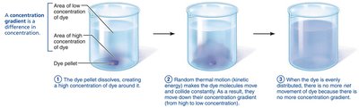 Diffusion process in solution