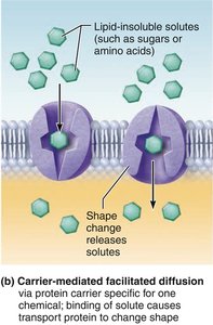 Simple diffusion across the membrane