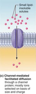 Carrier-mediated facilitated diffusion