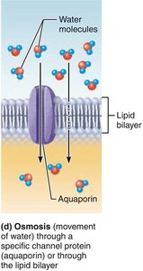 Channel-mediated facilitated diffusion and osmosis