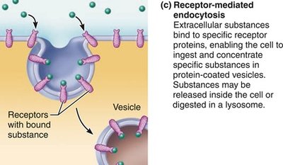 Comparison of three types of endocytosis