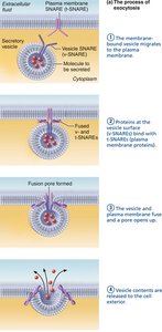 Exocytosis process