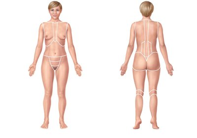 Anterior and posterior body regions