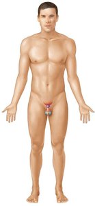 Male reproductive system