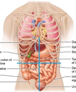 Abdominopelvic quadrants with labeled organs