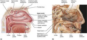 Nasal cavity anatomy