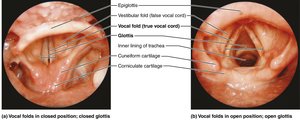 Movements of the vocal folds