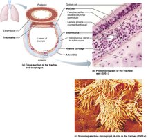 Tissue composition of the tracheal wall (microscopic view)