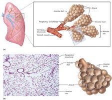 Alveoli clusters