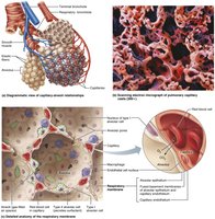 Alveoli and the respiratory membrane (microscopic view)