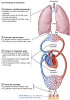 Four Processes of Respiration