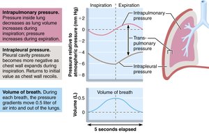 Changes in intrapulmonary and intrapleural pressures during inspiration and expiration