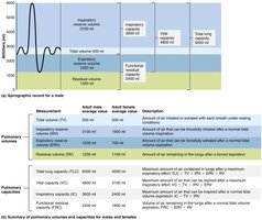Pulmonary volumes and capacities (summary table)