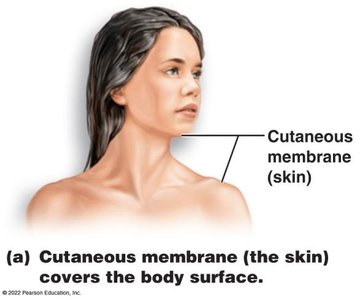 Cutaneous membrane (skin) covers the body surface