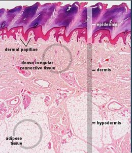 Dermal layers and structures