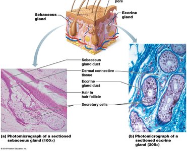 Photomicrographs of sebaceous and eccrine glands