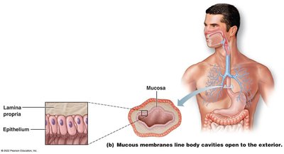 Mucous membranes line body cavities open to the exterior