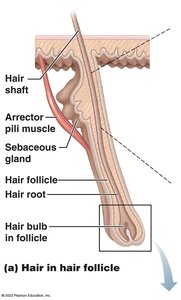 Hair in hair follicle