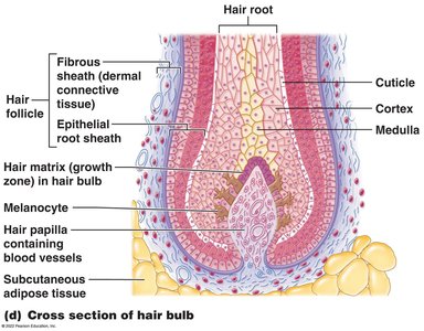 Cross section of hair bulb