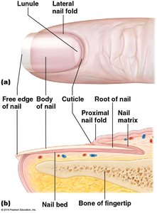 Structure of the nail