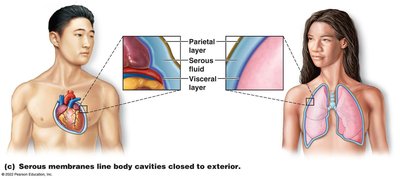 Serous membranes line body cavities closed to the exterior