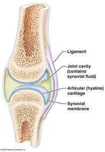Structure of a synovial joint with synovial membrane
