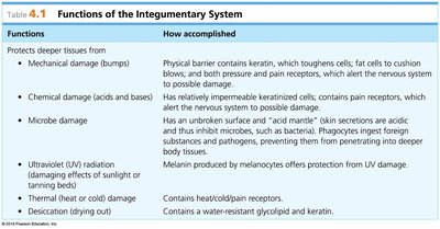 Functions of the Integumentary System