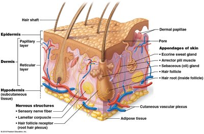 Structure of the skin showing epidermis, dermis, and hypodermis