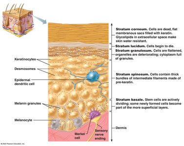 Layers of the epidermis and cell types