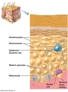 Close-up of epidermal cells including keratinocytes, melanocytes, and Merkel cells