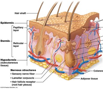 Histological section of skin showing epidermis, dermis, and hypodermis