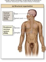 Structural organization of the nervous system