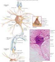 Structures in a typical neuron