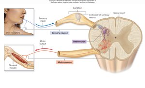 Functional classification of neurons